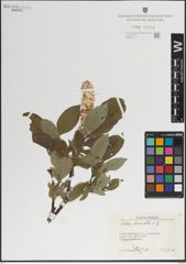 Foto von Salix lanata L.